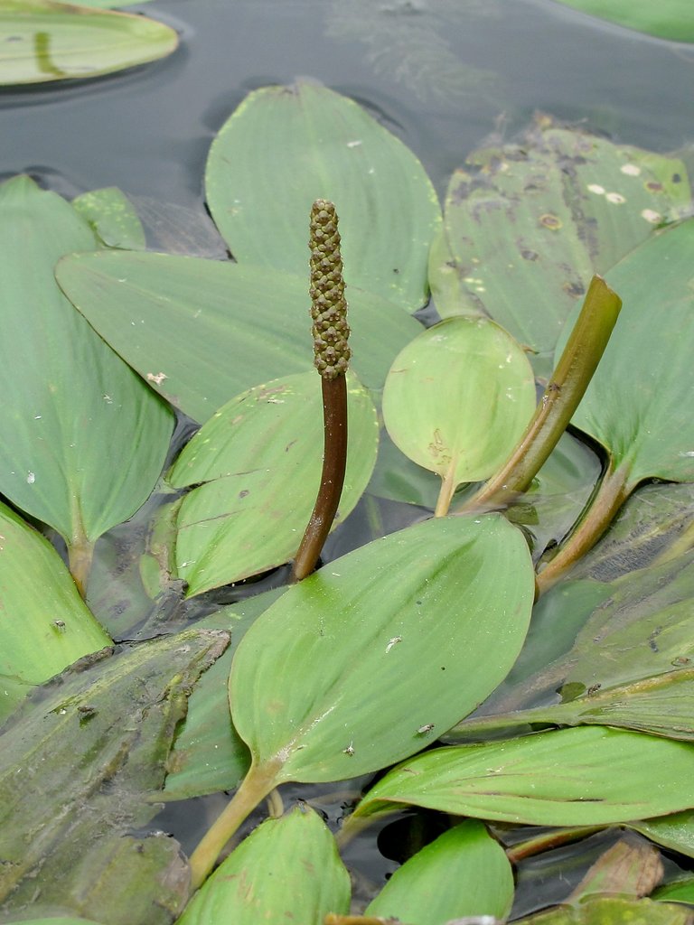 Potamogeton nodosus